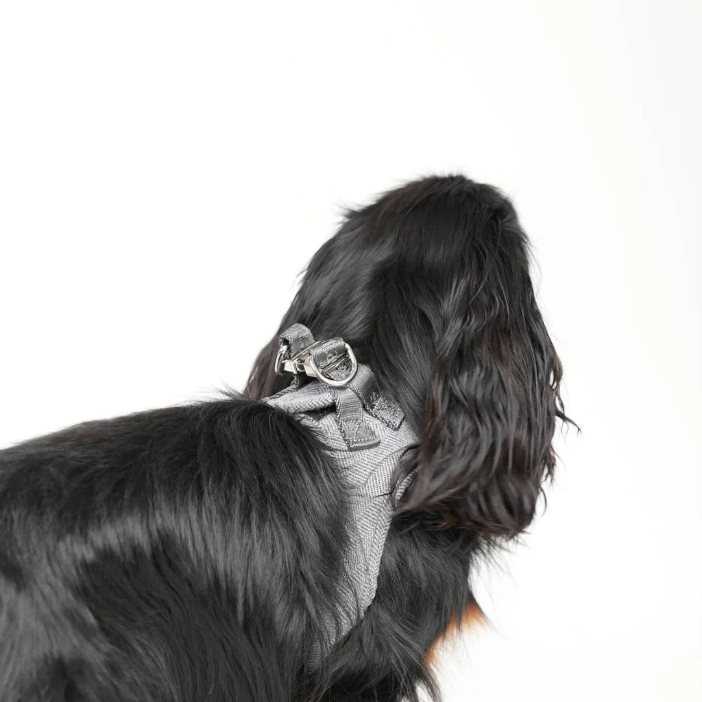 Pettorina Step-In per Cani Saga | Blu Polvere: L