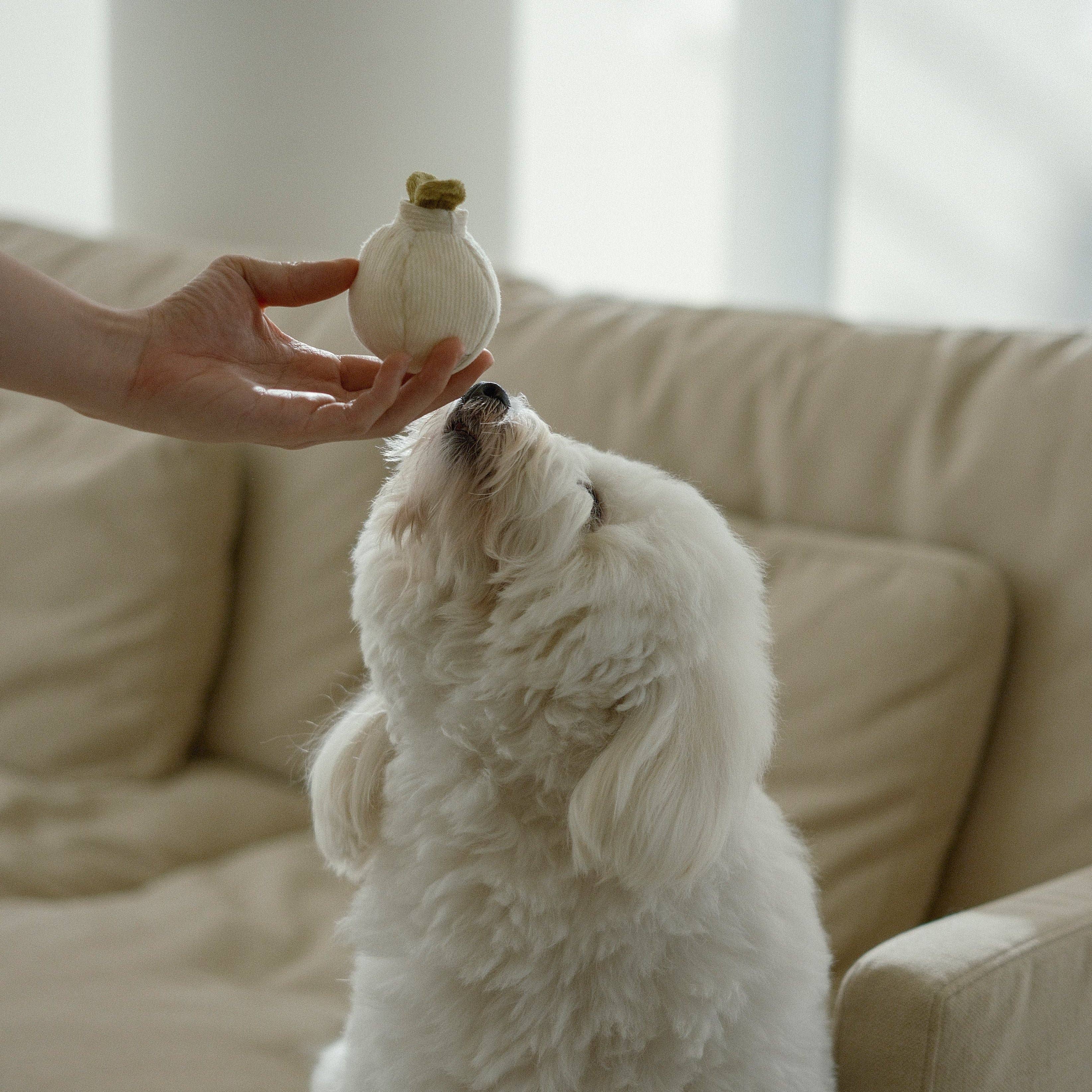 GARLIC POP // GIOCATTOLO DI ARRICCHIMENTO PER CANI // Palla che cigola // Mini