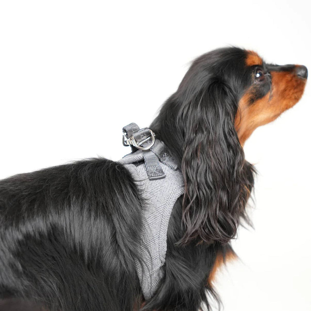 Pettorina Step-In per Cani Saga | Blu Polvere: M