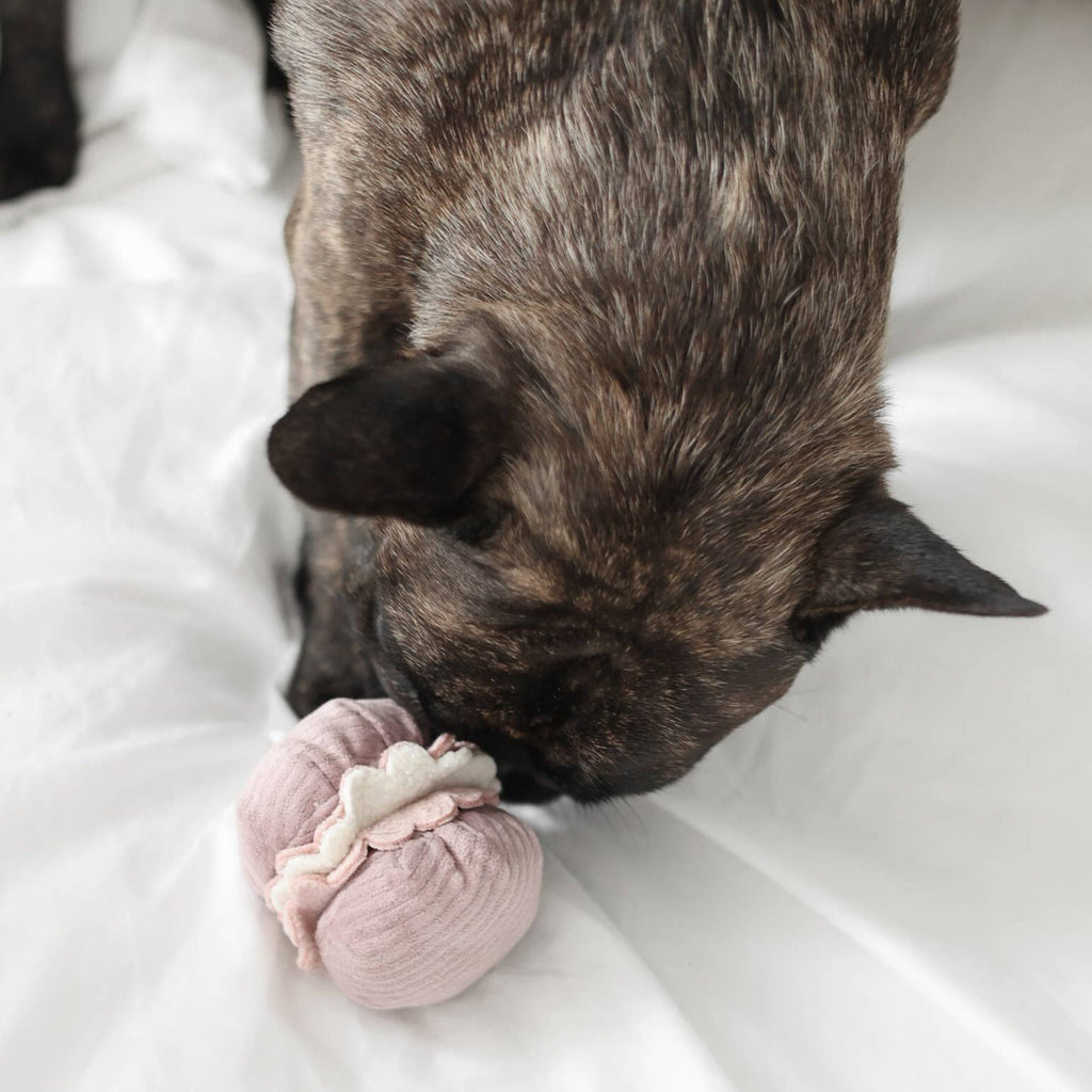 Gioco di arricchimento per cani di piccola taglia 2-in-1 – Lambwolf Collective