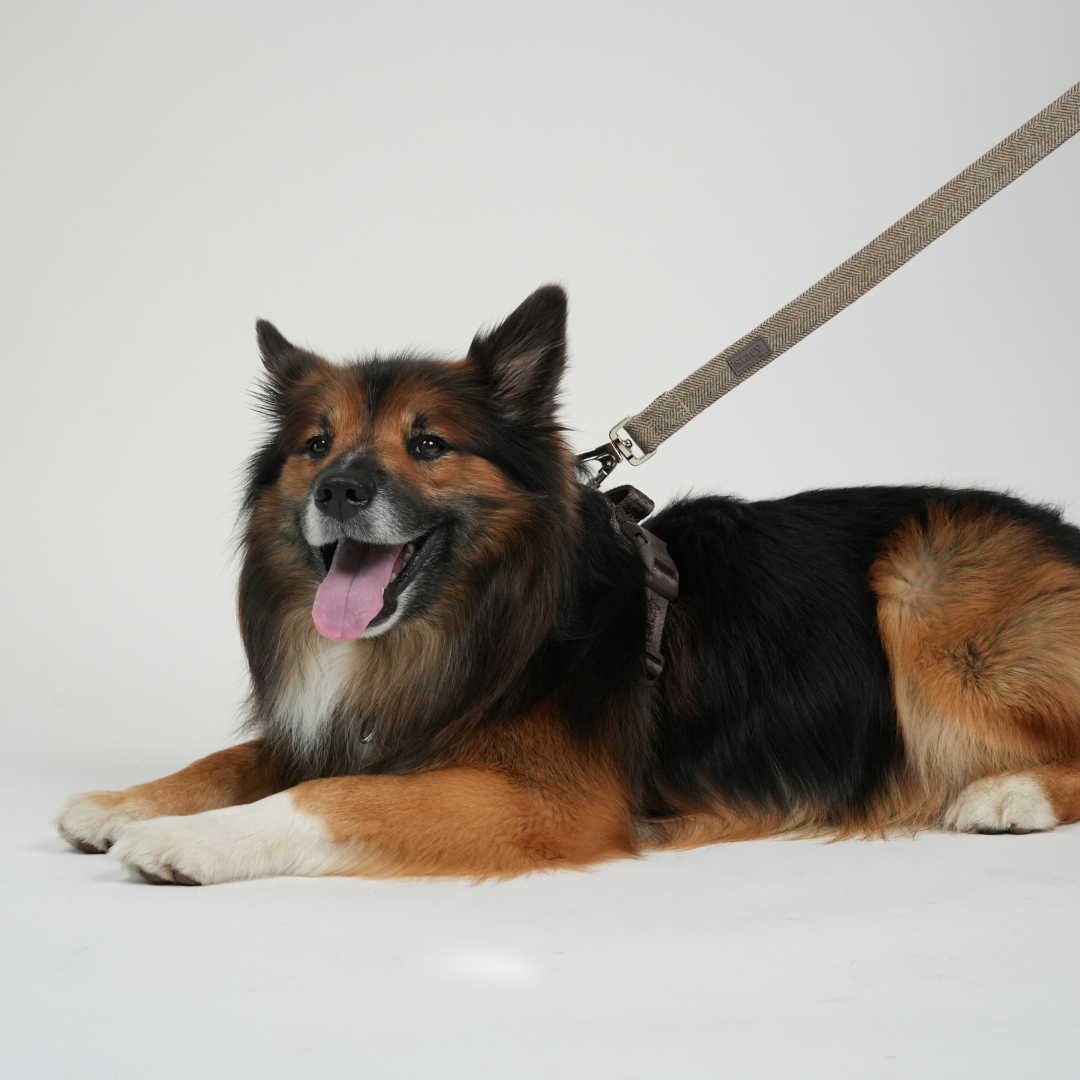 Guinzaglio per cane Elma | Mocca: Grande