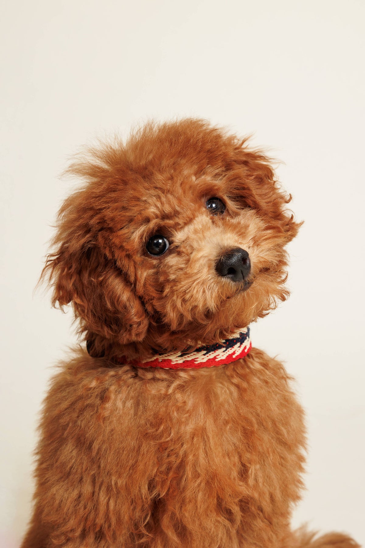 Collare Peruvian Petite Freccia Rossa – Buddys Dogwear