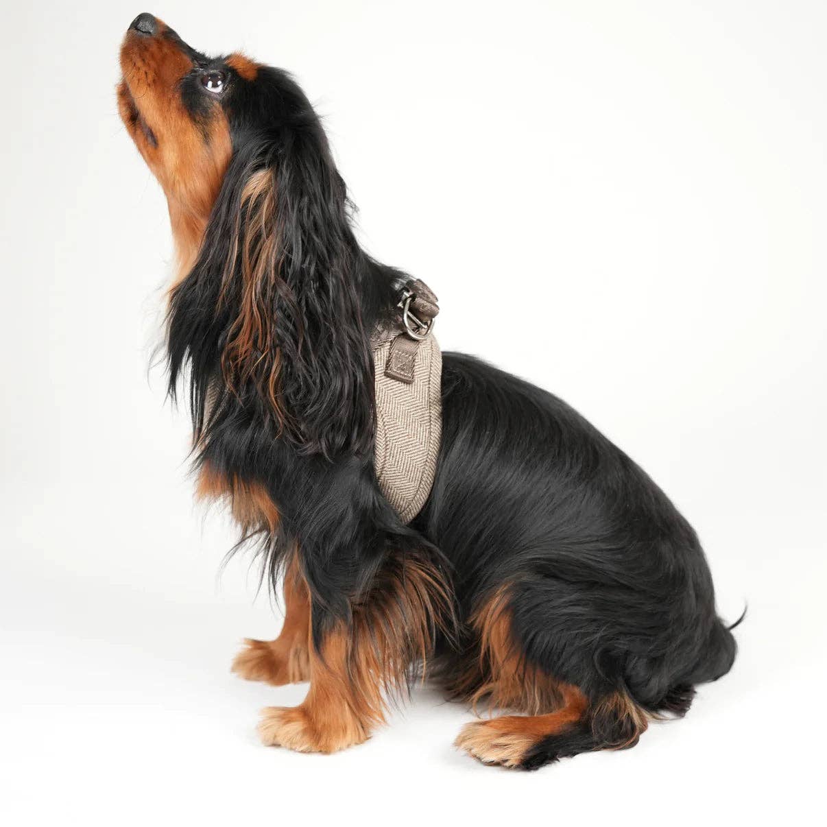 Imbracatura Step-In per Cani Saga | Mocca: M