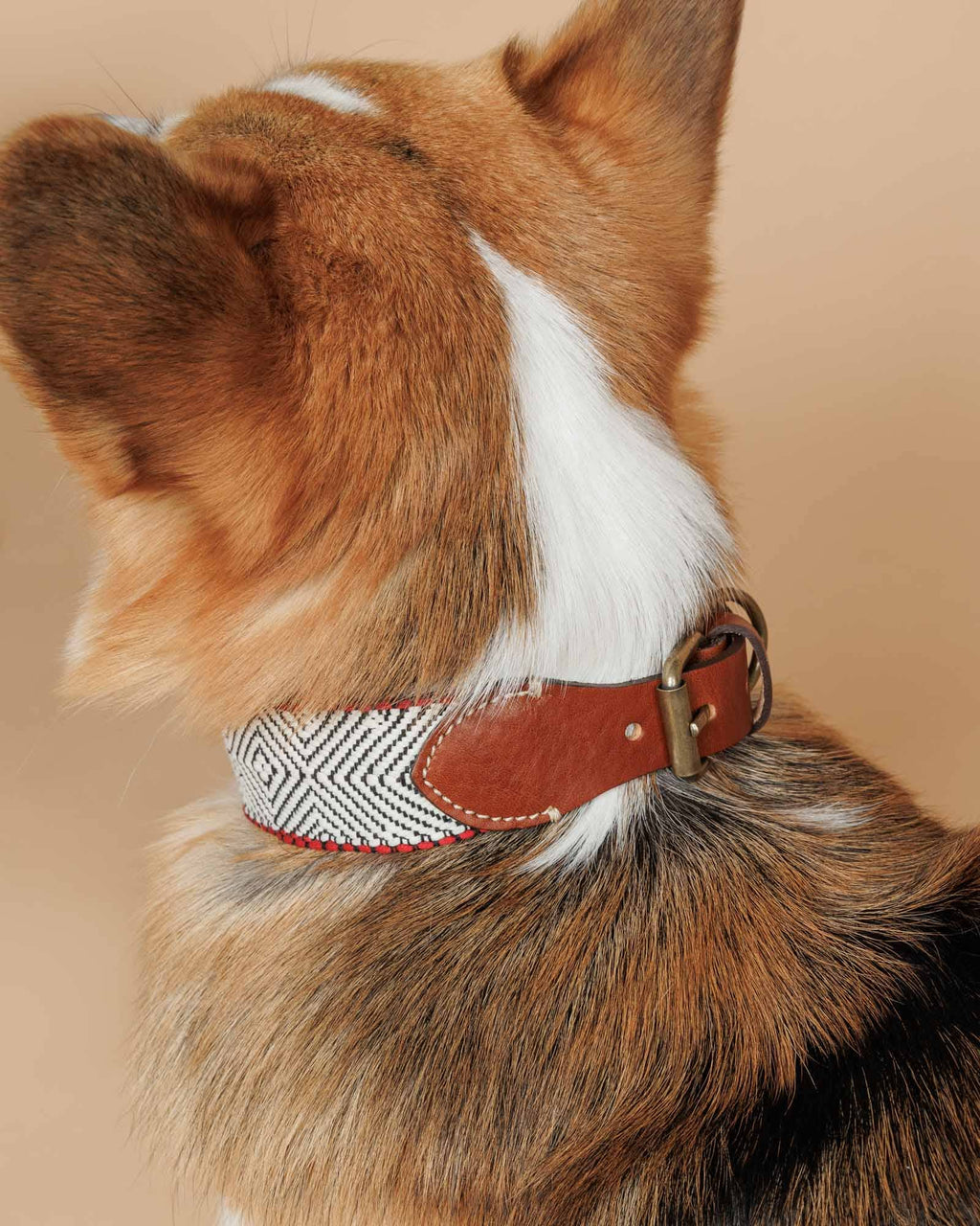 Collare Capri Beach Day – Buddys Dogwear