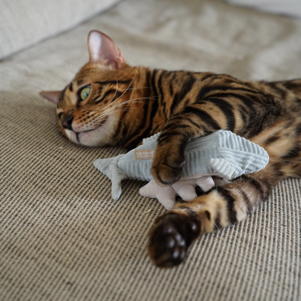TROTA GATTINA