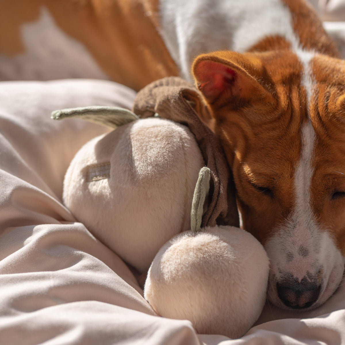 Gioco di arricchimento per cani MOMO – Lambwolf Collective