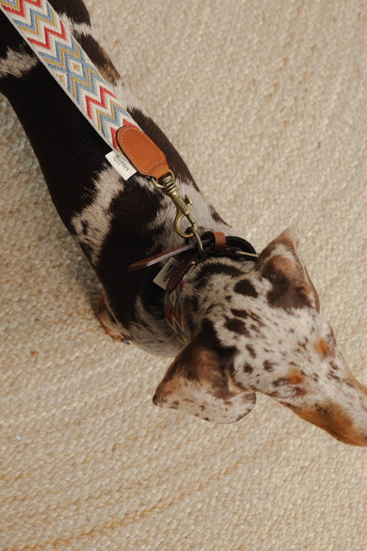 Guinzaglio Naya ZigZag – Buddys Dogwear