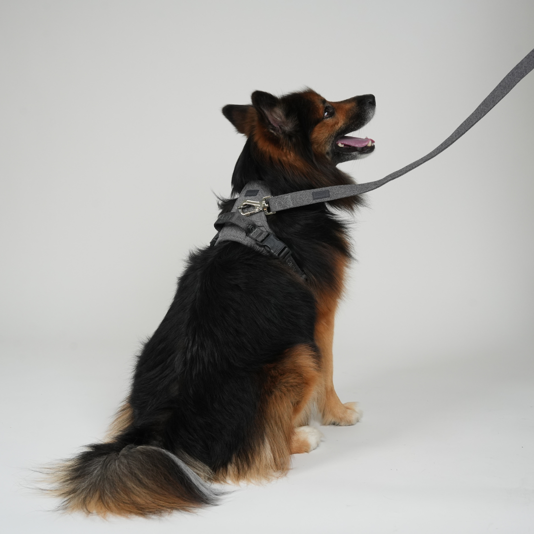 Guinzaglio per cane Elma | Blu polvere: Medium